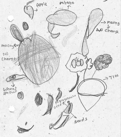 Seed journal. Primary, fourth year